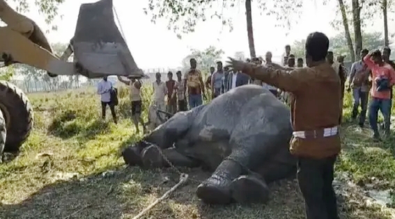 সিলেটে ট্রেনের ধাক্কায় খাদে পড়া হাতি উদ্ধার