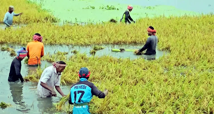 হাওরের ক্ষতিগ্রস্ত কৃষকদের ঋণ দিতে বিশেষ নির্দেশনা