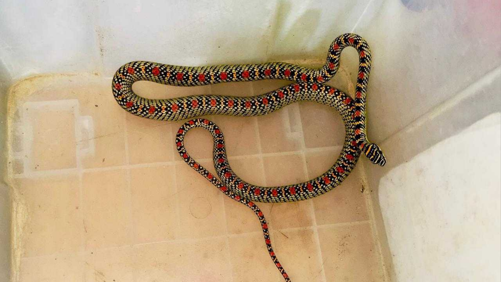 শ্রীমঙ্গলে বসতঘর থেকে কালনাগিনী সাপ উদ্ধার শ্রীমঙ্গলে বসতঘর থেকে কালনাগিনী সাপ উদ্ধার