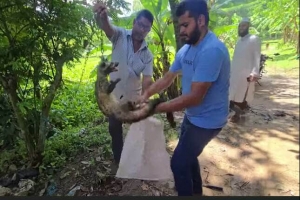 গ্রামবাসীর পালিত হাঁস-মুরগী ধরে খাওয়া গন্ধগোকুল উদ্ধার